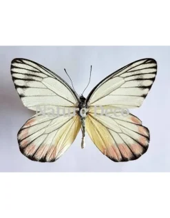Ongeprepareerde Delias Hyparete