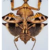 (On)geprepareerde Deroplatys Lobata