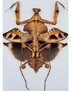 (On)geprepareerde Deroplatys Lobata