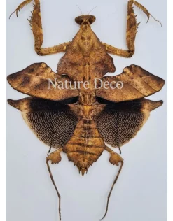 (On)geprepareerde Deroplatys Lobata