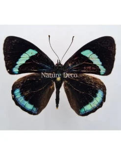Ongeprepareerde Diaethria Clymena (Cramer's 88)