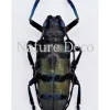Ongeprepareerde Diastocera Wallichi Tricincta