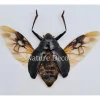 (On)geprepareerde Dineutus sp.