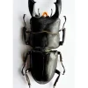 (On)geprepareerde Dorcus Titanus Typhon