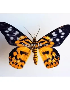 Ongeprepareerde Dysphania Militaris