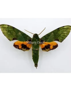 Ongeprepareerde Euchloron Megaera