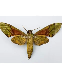 Ongeprepareerde Euchloron Megaera