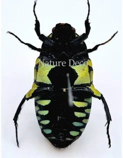 Ongeprepareerde Euchroea Clementi Ripheus