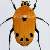 Ongeprepareerde Euchroea Auripimenta
