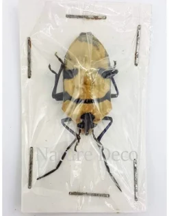 (On)geprepareerde EucoryssesGrandis