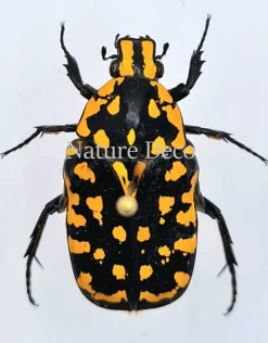 Ongeprepareerde Euhroea Vadoni