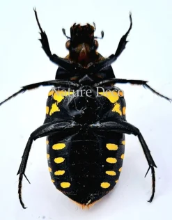 Ongeprepareerde Euhroea Vadoni