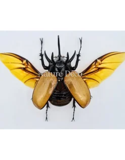 Ongeprepareerde Eupatorus Gracillicornis
