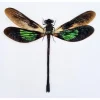 (On)geprepareerde Euphaea Variegata