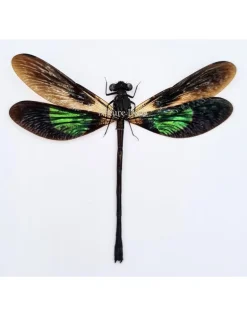 (On)geprepareerde Euphaea Variegata
