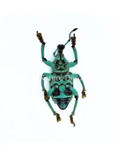 Ongeprepareerde Eupholus chevrolati (snuitkever)