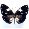 Ongeprepareerde Euploea Diocletianus