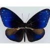 Ongeprepareerde Euploea Mulciber (man)