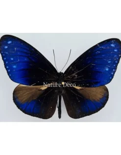 Ongeprepareerde Euploea Mulciber (man)