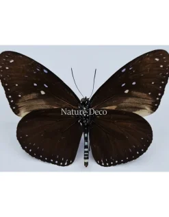 Ongeprepareerde Euploea Mulciber (man)
