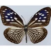 Ongeprepareerde Euploea Mulciber (vrouw)