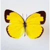 Ongeprepareerde Eurema Hecabe