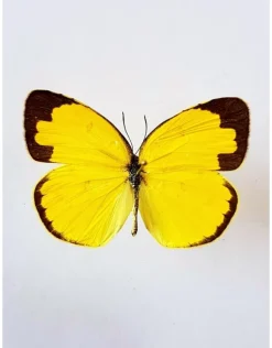 Ongeprepareerde Eurema Hecabe