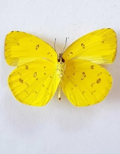 Ongeprepareerde Eurema Hecabe