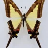 Ongeprepareerde Eurytides Leucaspis