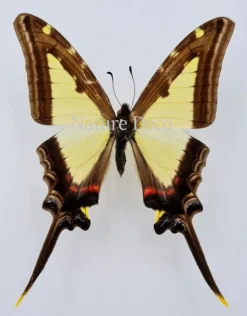 Ongeprepareerde Eurytides Leucaspis