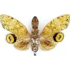 Ongeprepareerde Fulgora laternaria (Penut head insect)