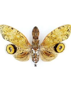 Ongeprepareerde Fulgora laternaria (Penut head insect)