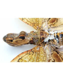 Ongeprepareerde Fulgora laternaria (Penut head insect)