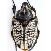 Ongeprepareerde Goliathus Orientalis vrouw