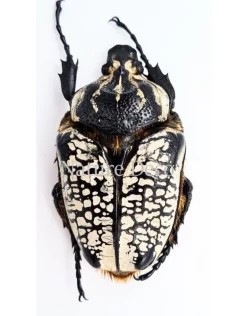 Ongeprepareerde Goliathus Orientalis vrouw
