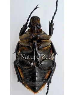 Ongeprepareerde Goliathus Orientalis vrouw
