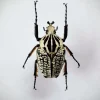 Ongeprepareerde Goliathus Orientalis (man)