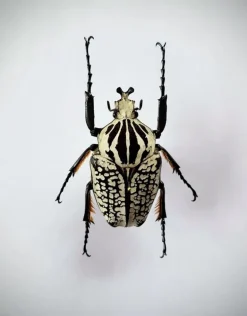Ongeprepareerde Goliathus Orientalis (man)
