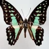 Ongeprepareerde Graphium Doson
