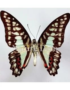 Ongeprepareerde Graphium Doson