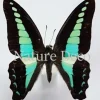 Ongeprepareerde Graphium Sarpedon