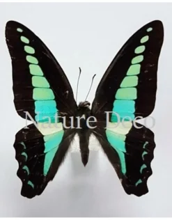 Ongeprepareerde Graphium Sarpedon