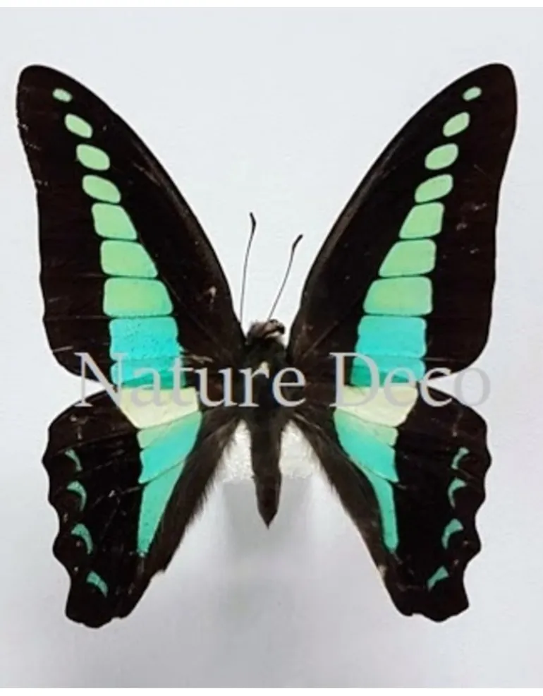 Ongeprepareerde Graphium Sarpedon