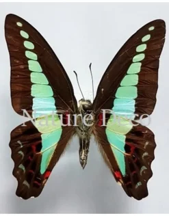 Ongeprepareerde Graphium Sarpedon