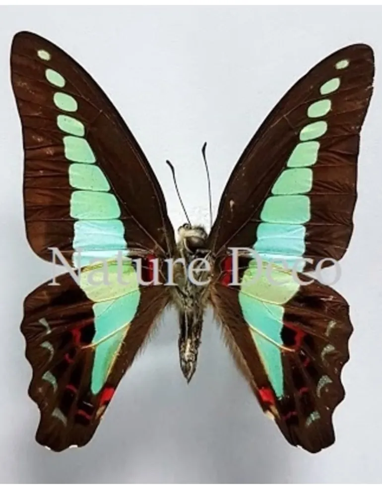 Ongeprepareerde Graphium Sarpedon