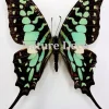 Ongeprepareerde Graphium Antheus