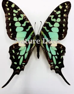 Ongeprepareerde Graphium Antheus