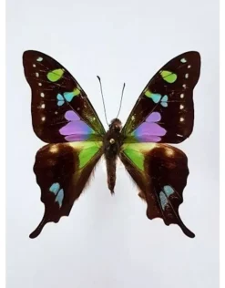 Ongeprepareerde Graphium Weiskei