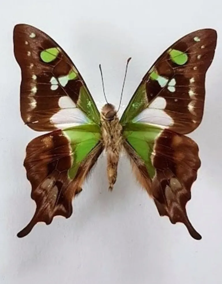 Ongeprepareerde Graphium Weiskei