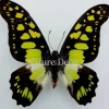 Ongeprepareerde Graphium Tyndareus